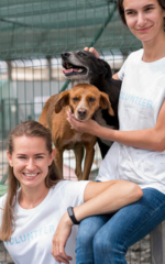 Creche para Cães